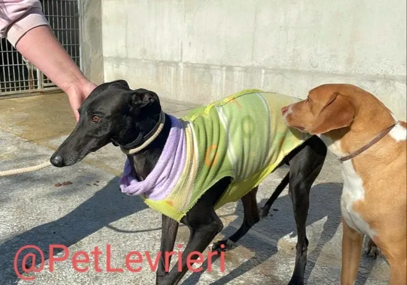 Juice adozione levrieri galgo 12