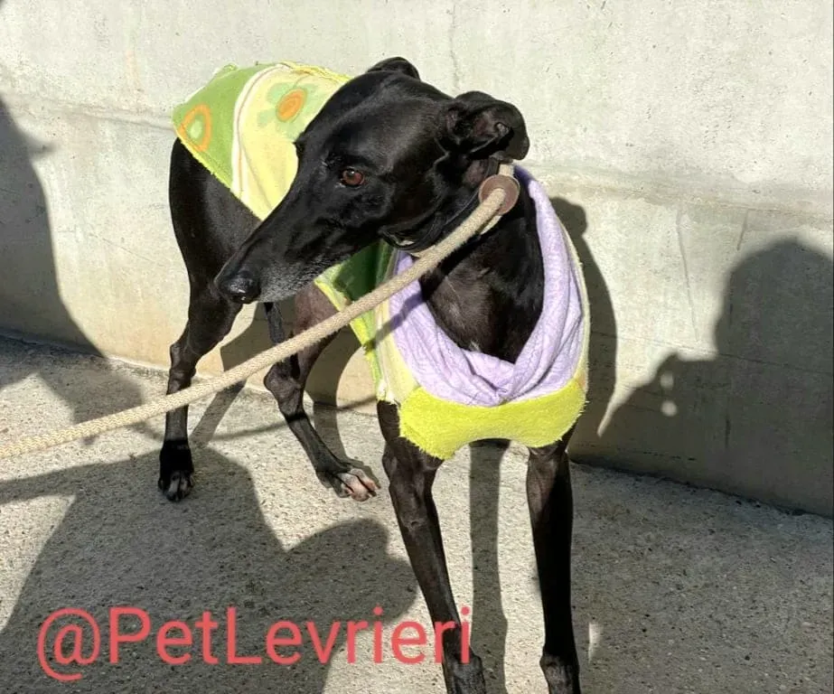 Juice adozione levrieri galgo 13