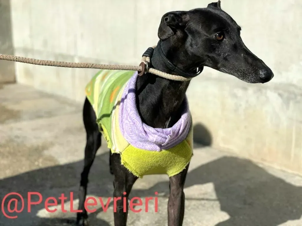 Juice adozione levrieri galgo 14