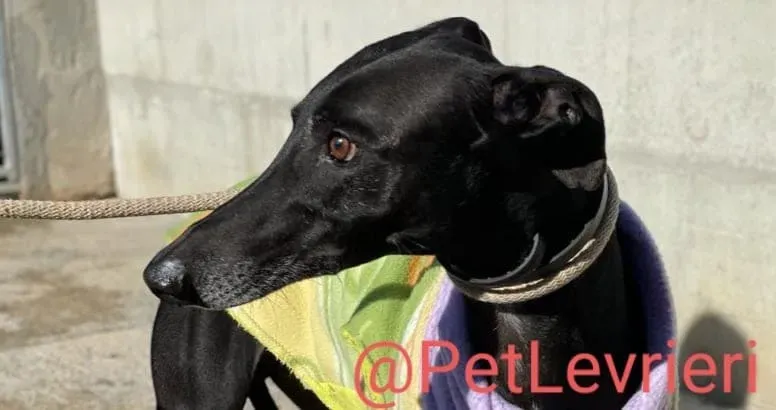 Juice adozione levrieri galgo 15