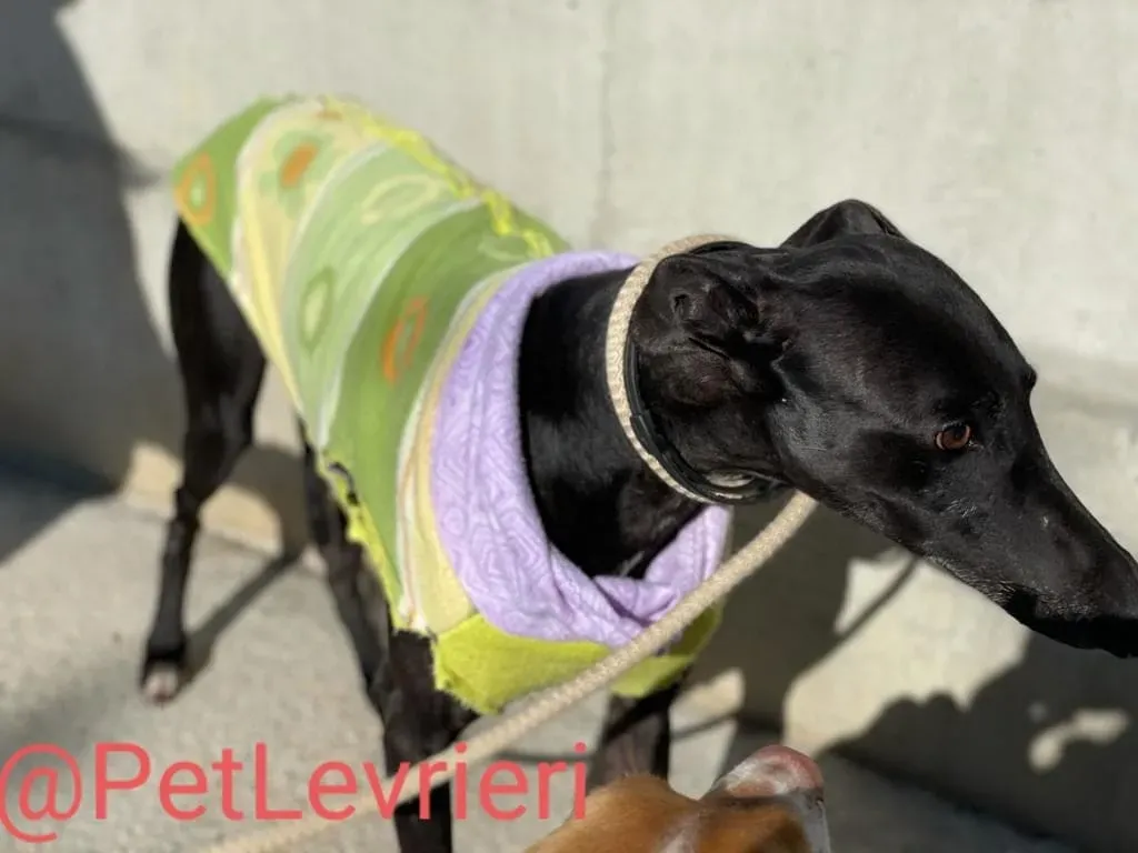 Juice adozione levrieri galgo 16