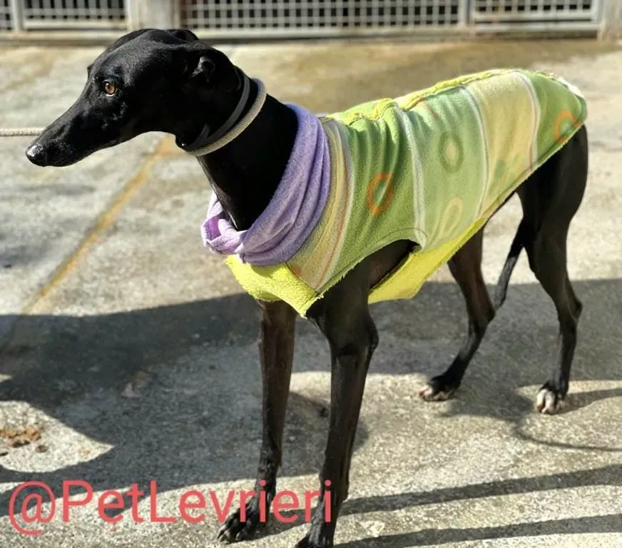 Juice adozione levrieri galgo 17