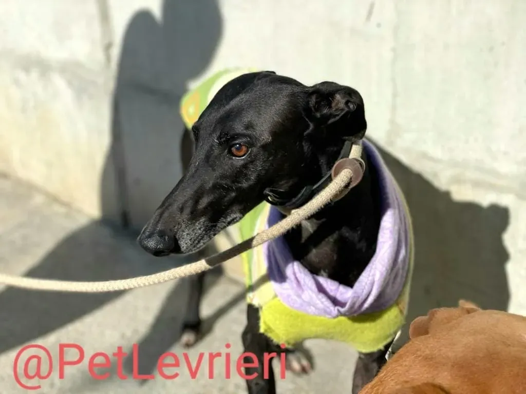 Juice adozione levrieri galgo 18