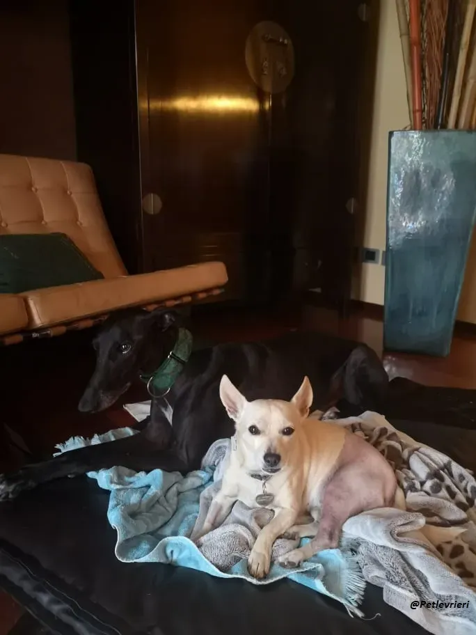 Juice galo blackdog adozionelevrieri fosterhome 1