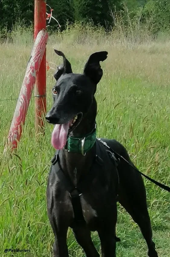 Juice galo blackdog adozionelevrieri fosterhome 10