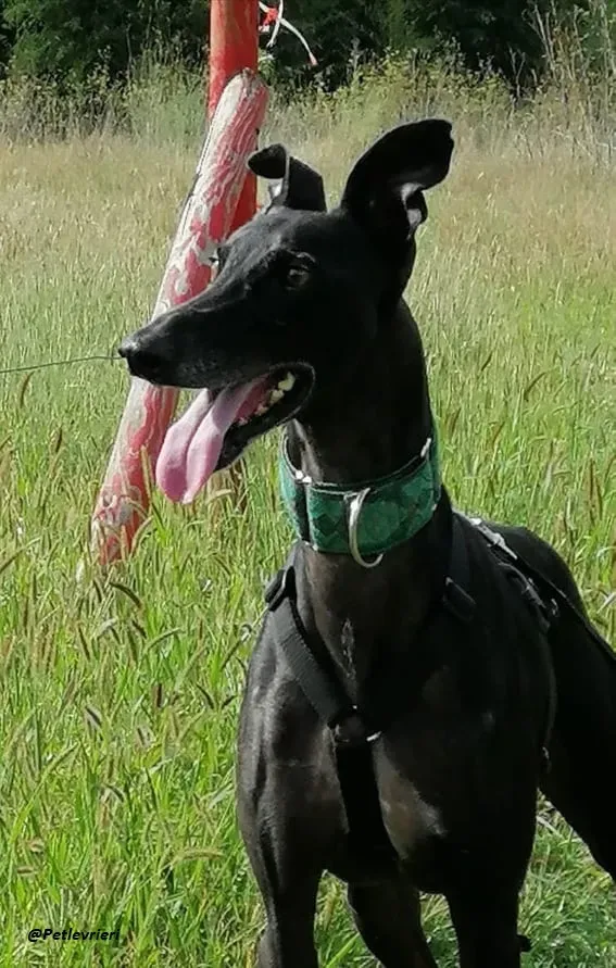 Juice galo blackdog adozionelevrieri fosterhome 11