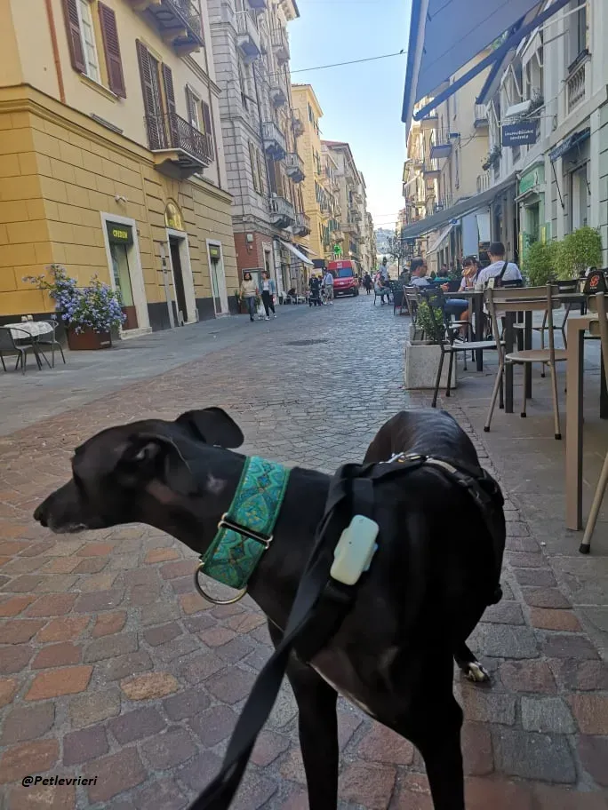 Juice galo blackdog adozionelevrieri fosterhome 12