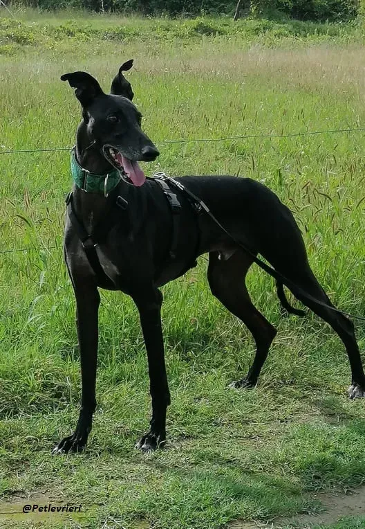 Juice galo blackdog adozionelevrieri fosterhome 13