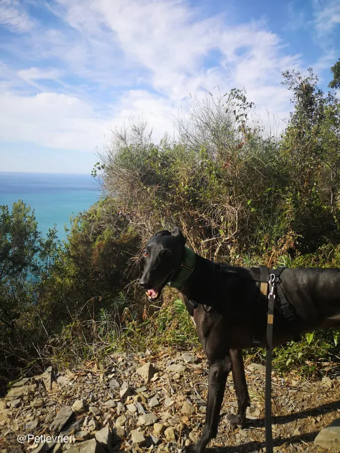 Juice galo blackdog adozionelevrieri fosterhome 3