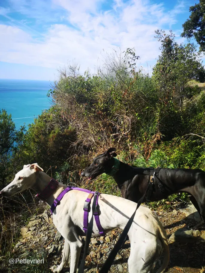 Juice galo blackdog adozionelevrieri fosterhome 4