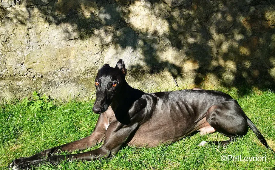 Juice galo blackdog adozionelevrieri fosterhome 5