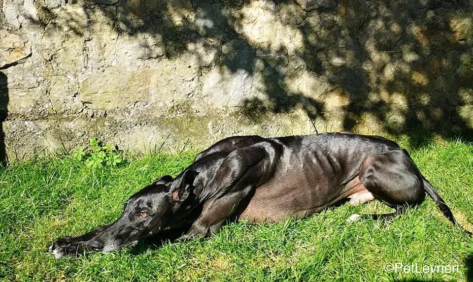 Juice galo blackdog adozionelevrieri fosterhome 6