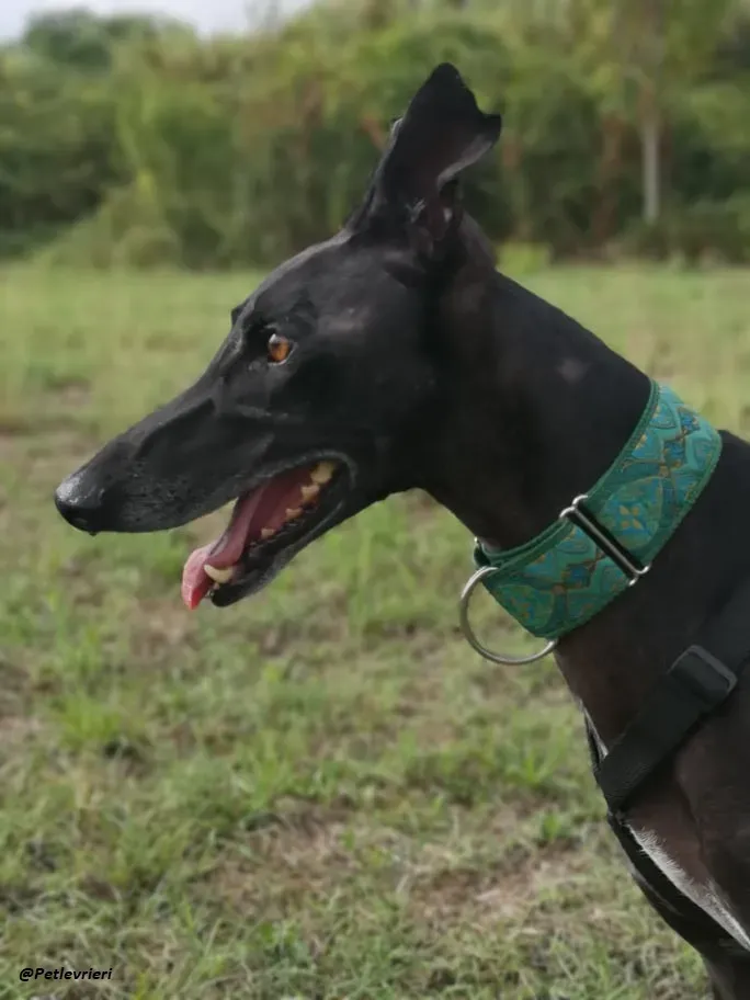 Juice galo blackdog adozionelevrieri fosterhome 2