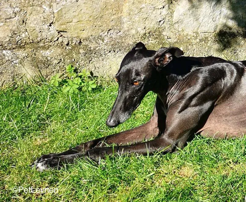 Juice galo blackdog adozionelevrieri fosterhome 7