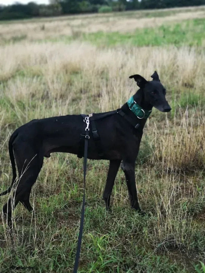 Juice galo blackdog adozionelevrieri fosterhome 8