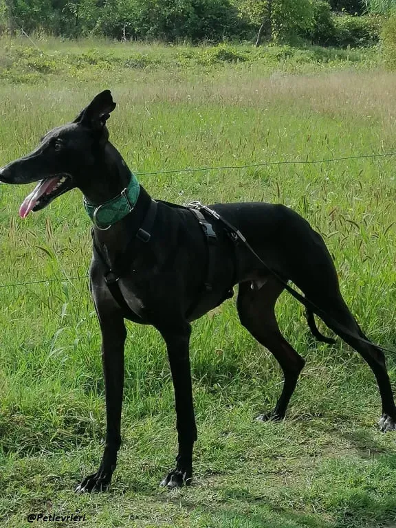 Juice galo blackdog adozionelevrieri fosterhome 9