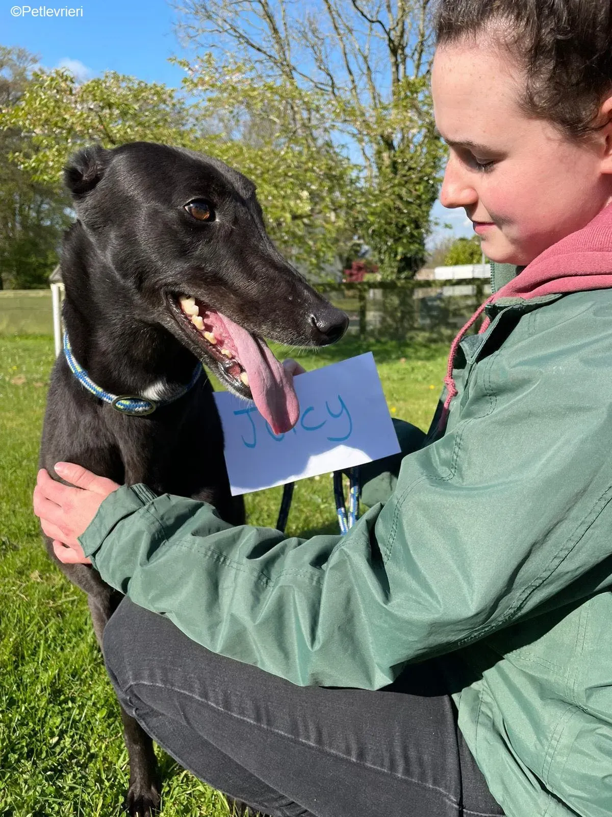 Juicy adozione levrieri greyhound 1