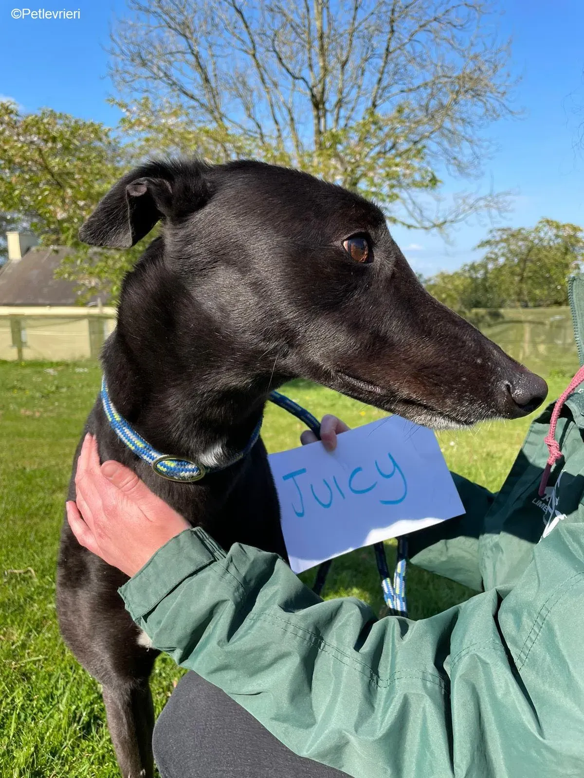 Juicy adozione levrieri greyhound 2