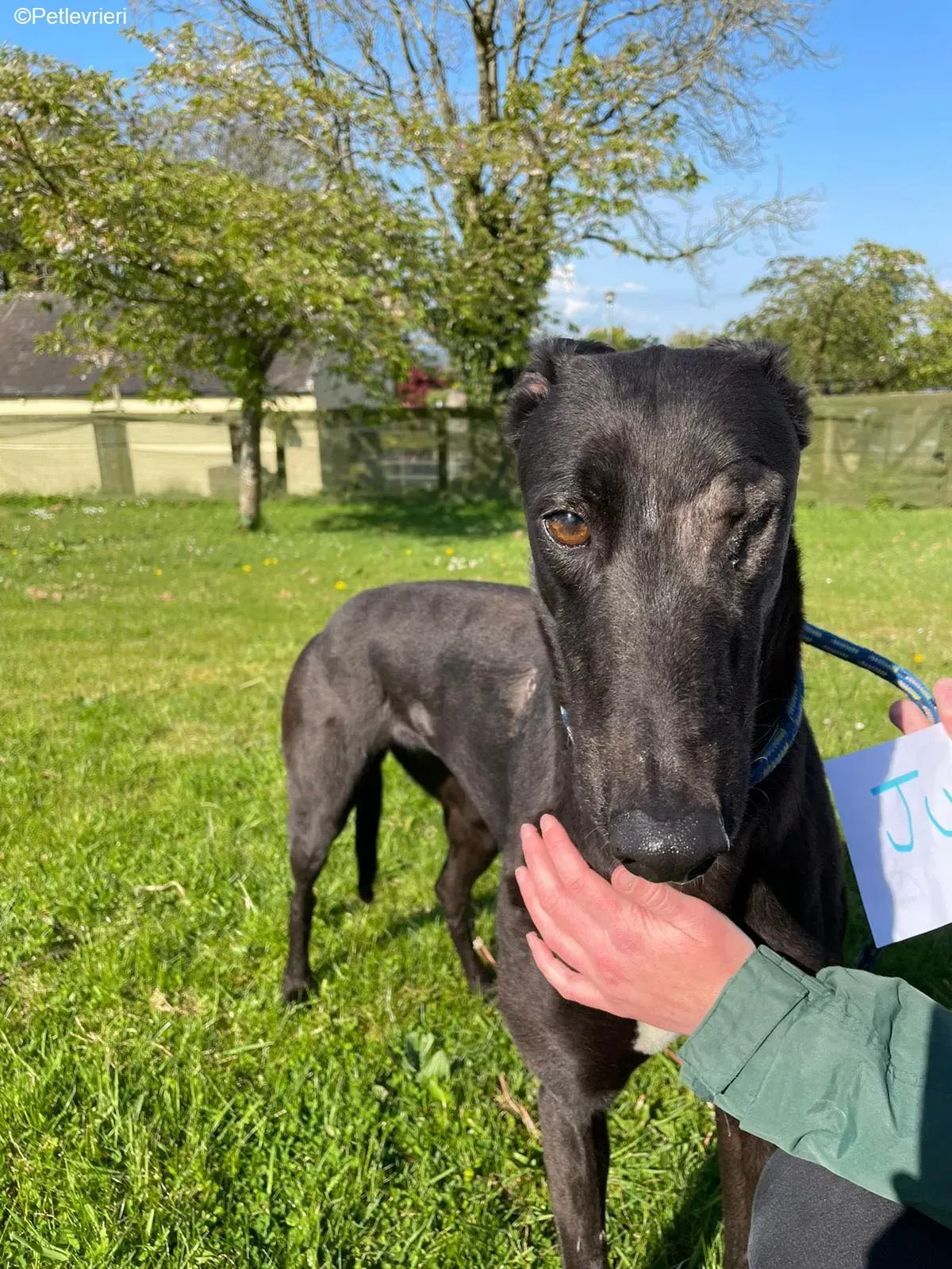 Juicy adozione levrieri greyhound 3