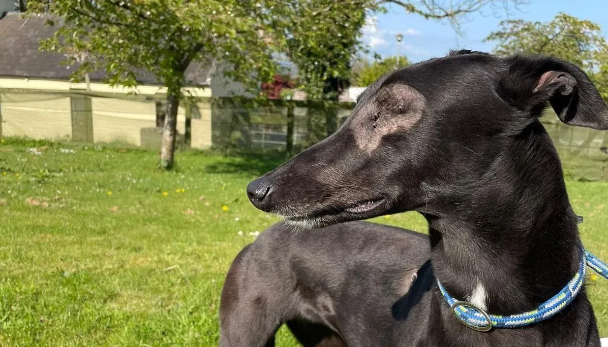 Juicy adozione levrieri greyhound 4 e1619883021144