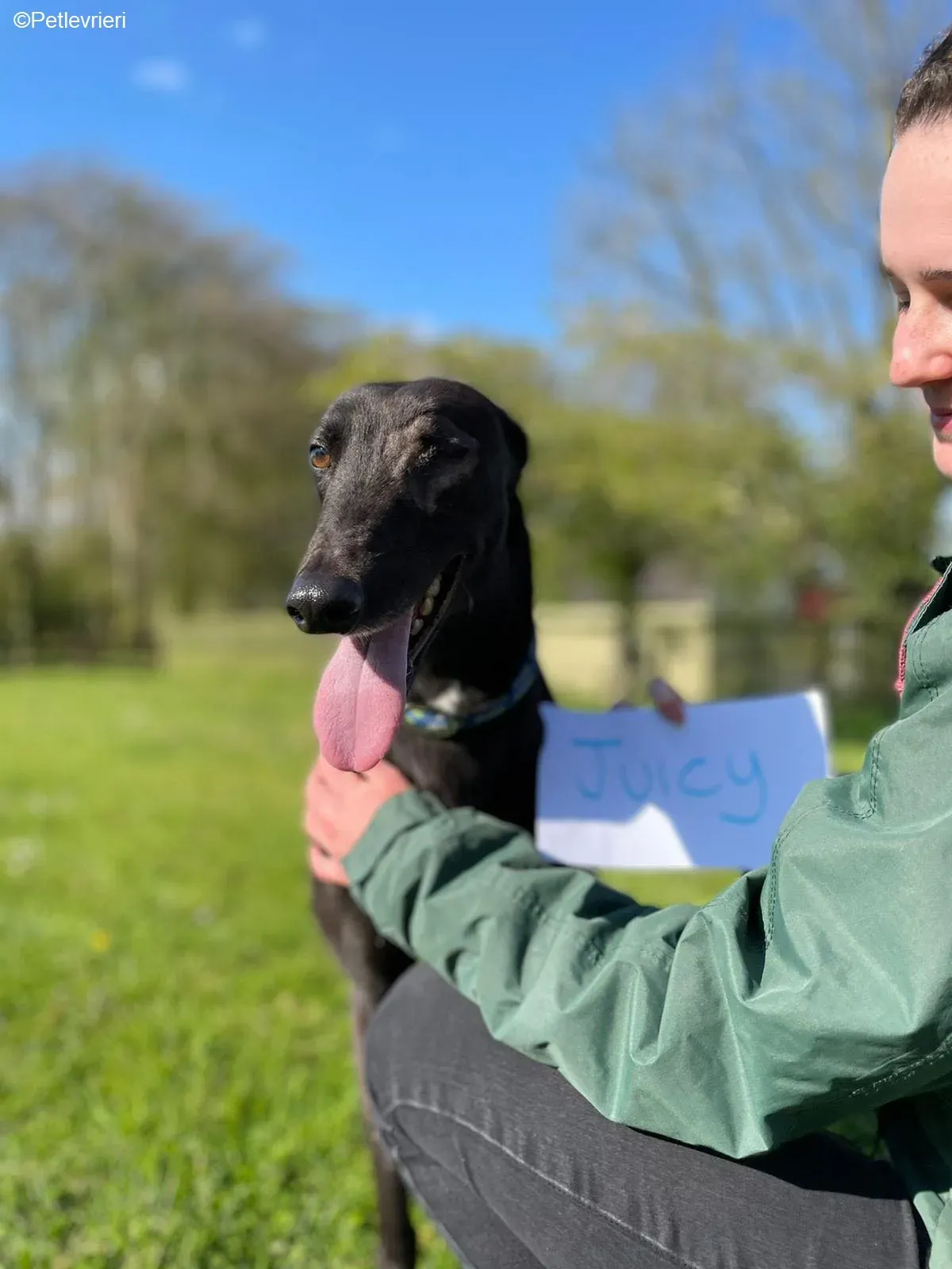 Juicy adozione levrieri greyhound 5