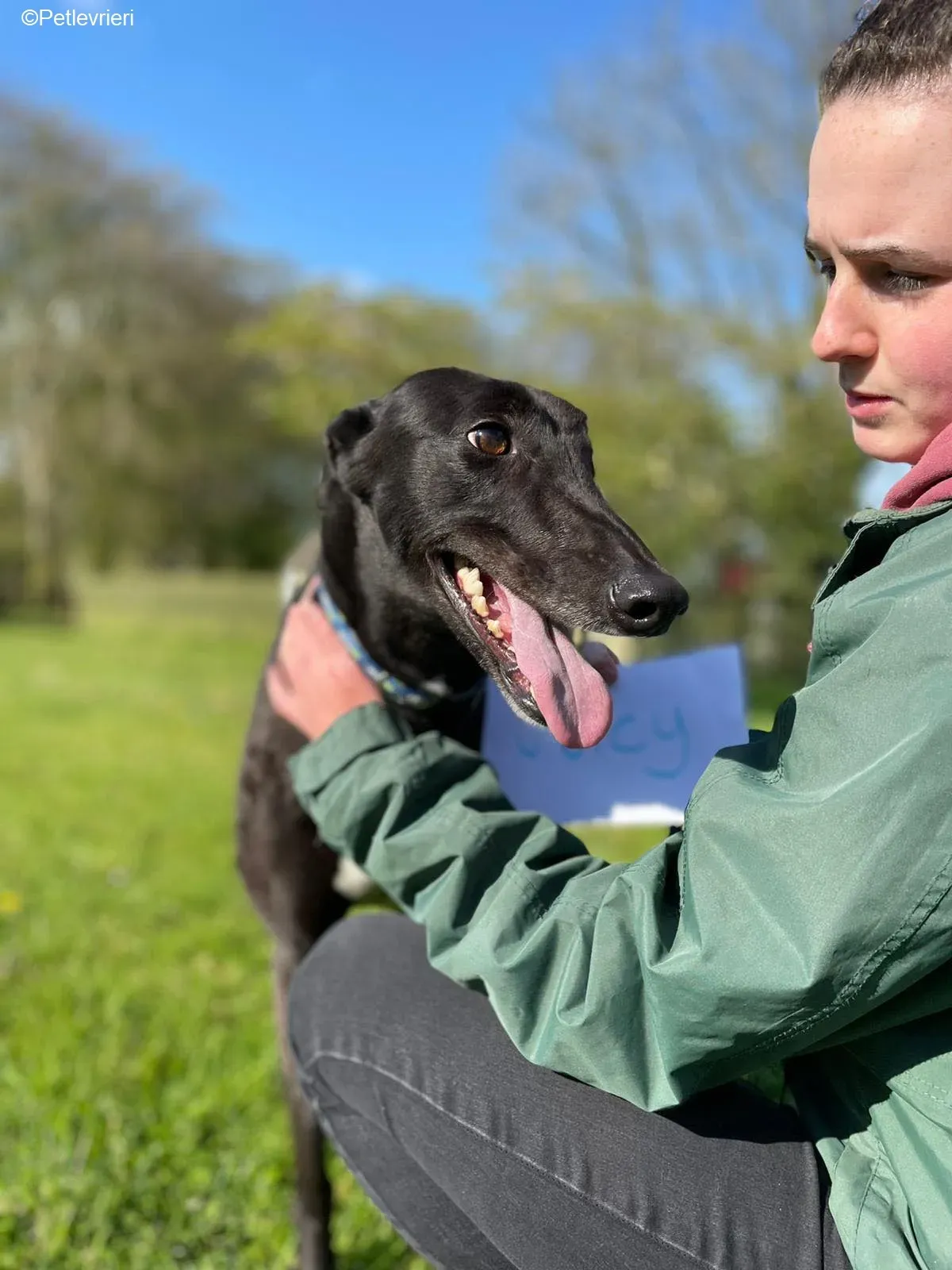 Juicy adozione levrieri greyhound 6