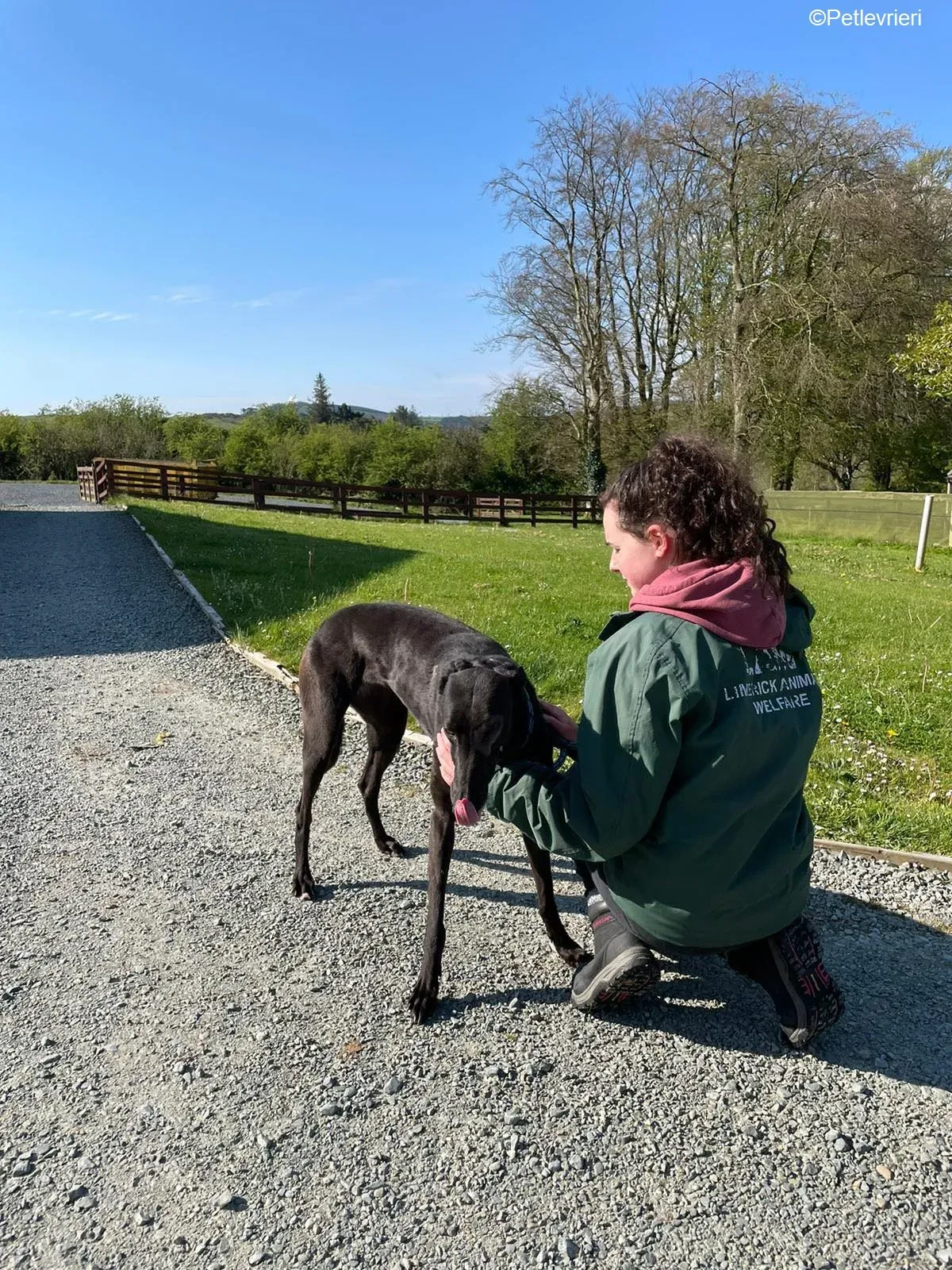 Juicy adozione levrieri greyhound 7