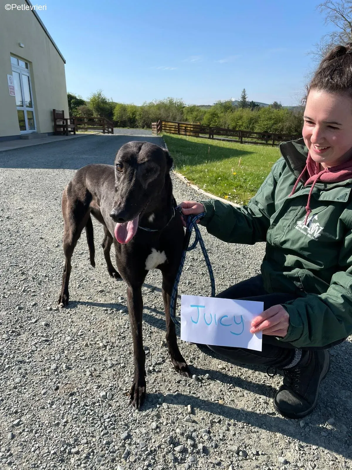 Juicy adozione levrieri greyhound 8