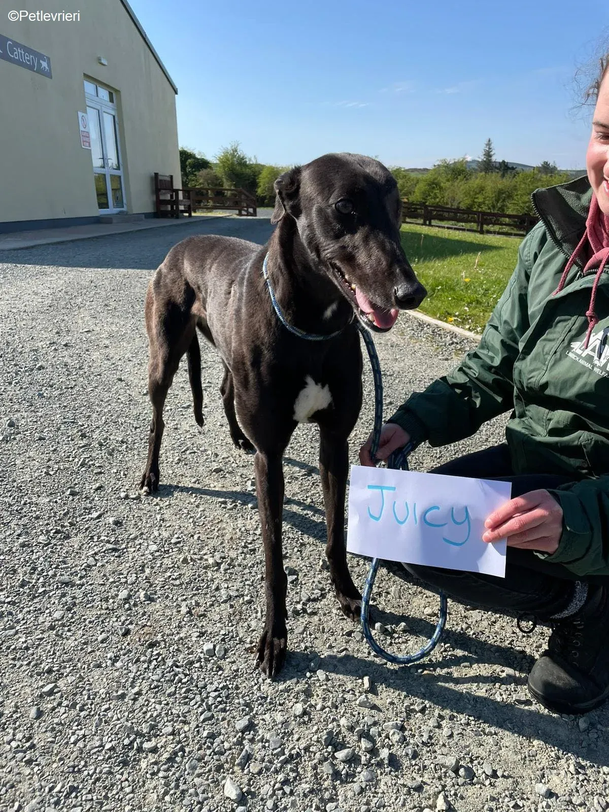 Juicy adozione levrieri greyhound 9