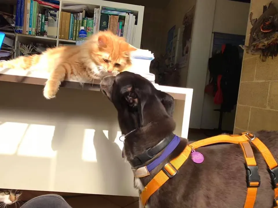 Julieta adozione greyhound macao 3