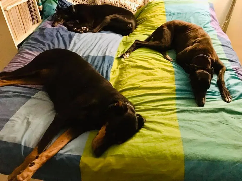 Julieta adozione greyhound macao 4