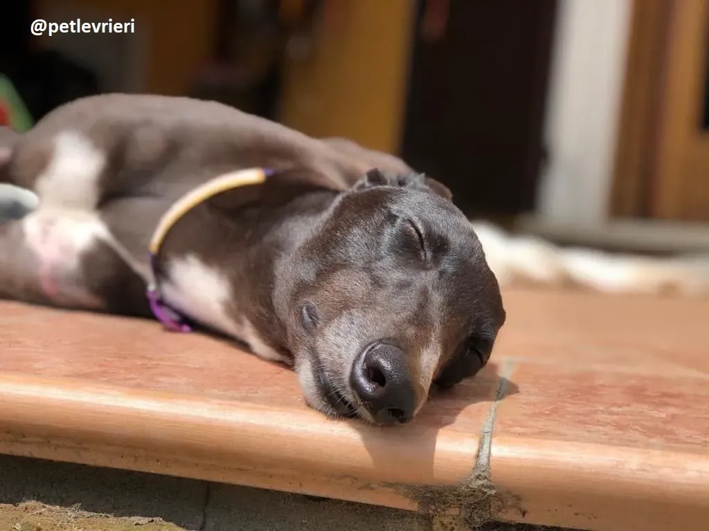 Julieta adozione greyhound macao