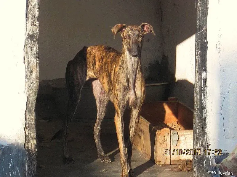 Juliette adozione levrieri galgo 03