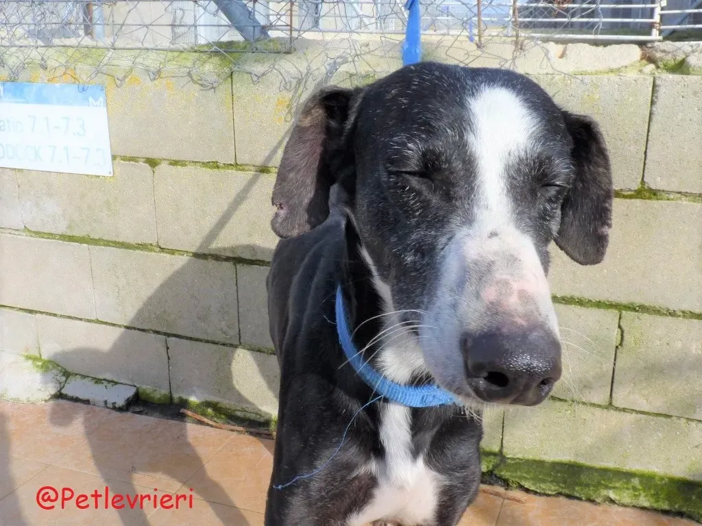 Julipo adozione levrieri galgo 01