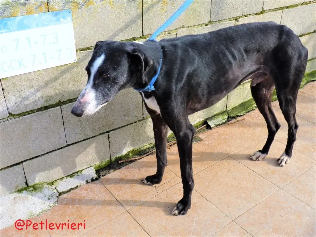 Julipo adozione levrieri galgo 02