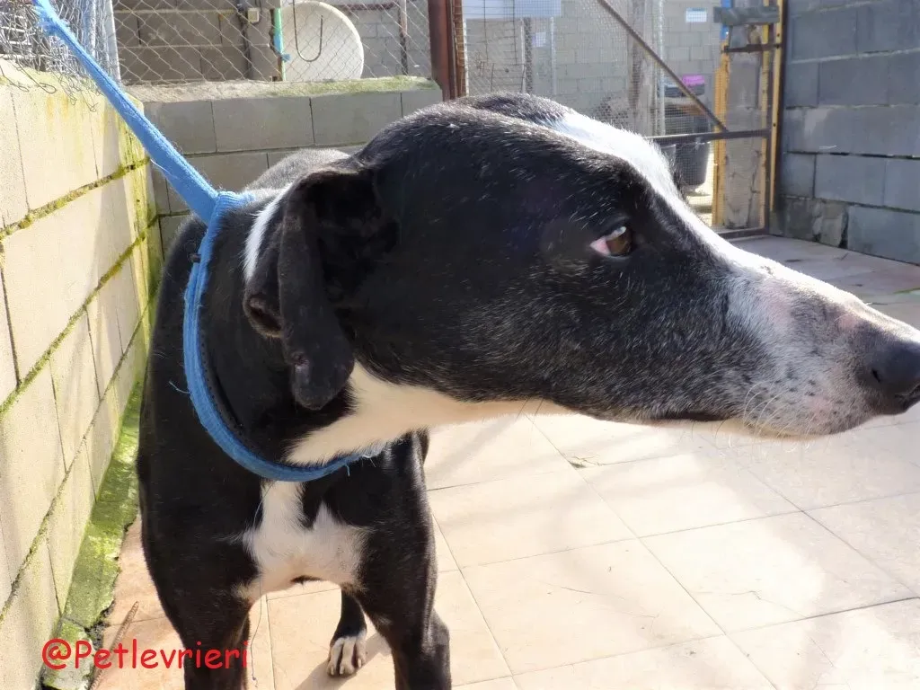 Julipo adozione levrieri galgo 03