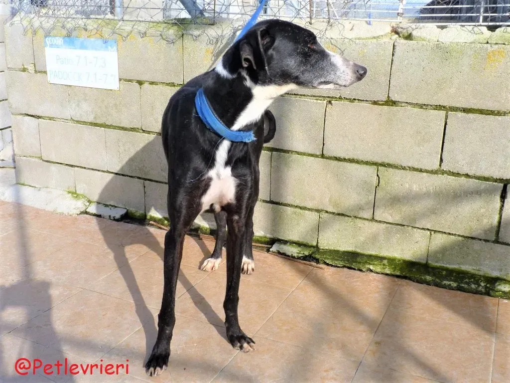 Julipo adozione levrieri galgo 04