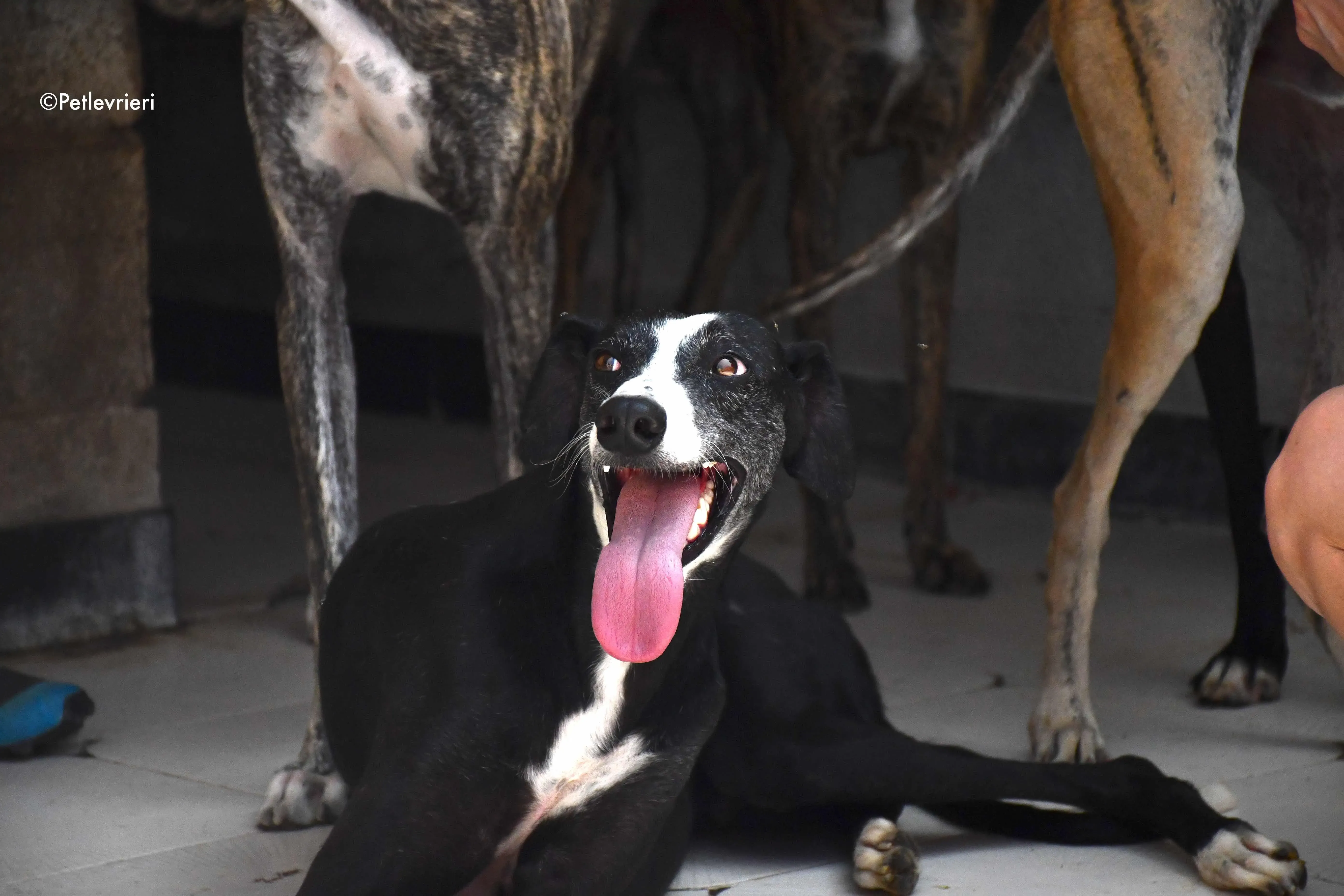 Julipo adozione levrieri galgo 2