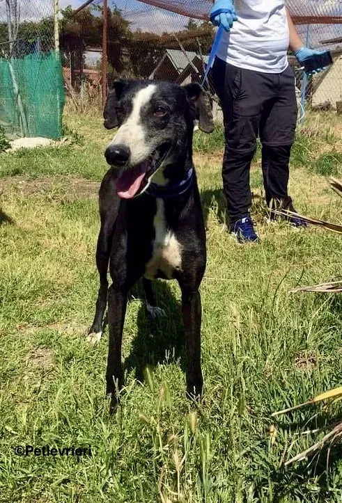Julipo adozione levrieri galgo 4