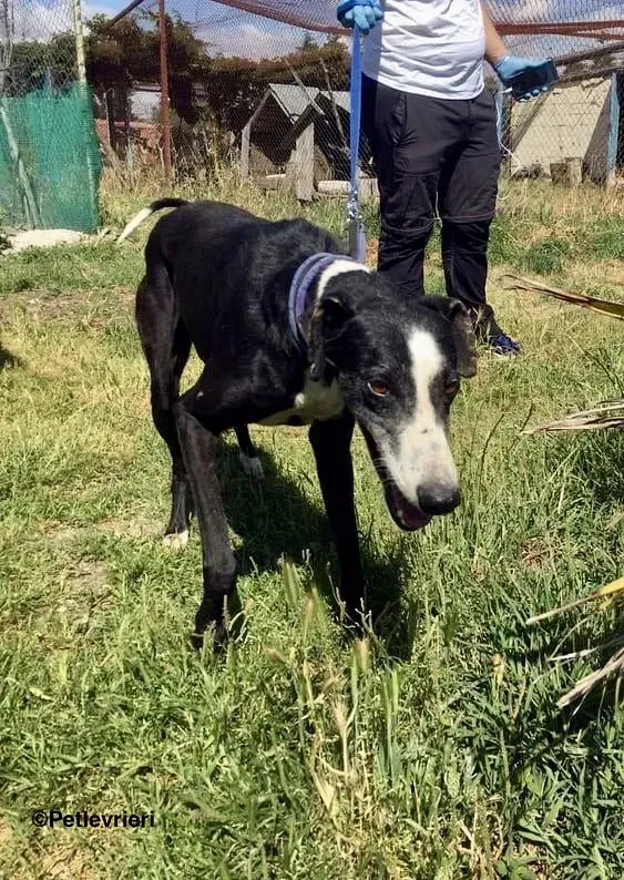 Julipo adozione levrieri galgo 5