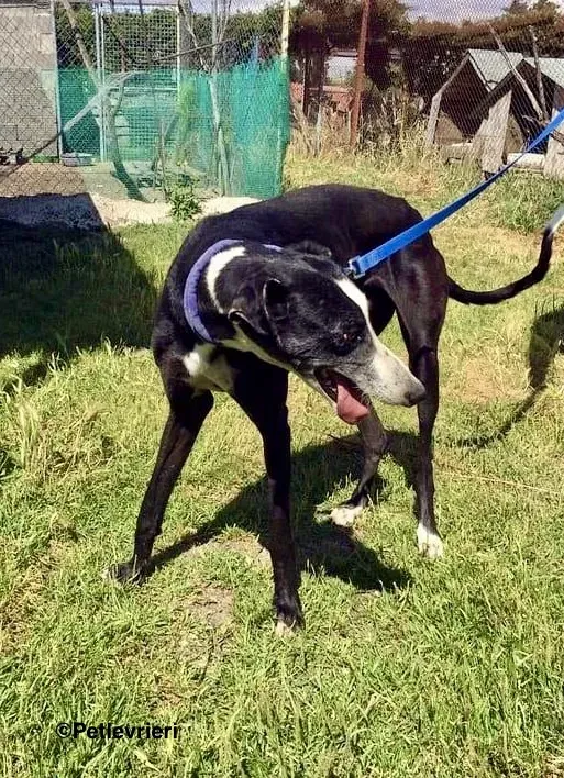 Julipo adozione levrieri galgo 7