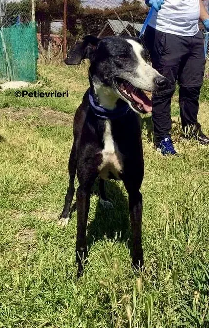 Julipo adozione levrieri galgo 8