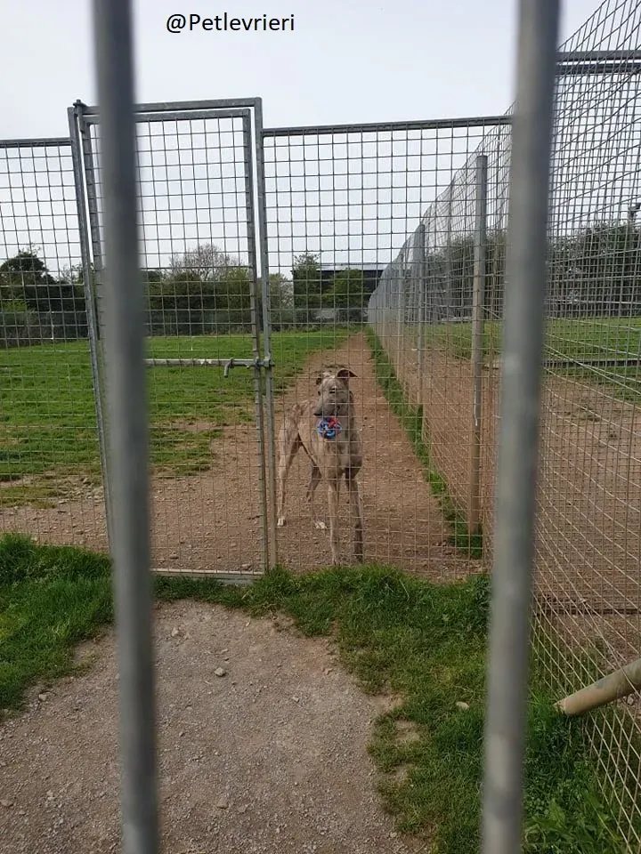 Juno Marley Greyhound Adozione Levrieri Rifugio Law 1