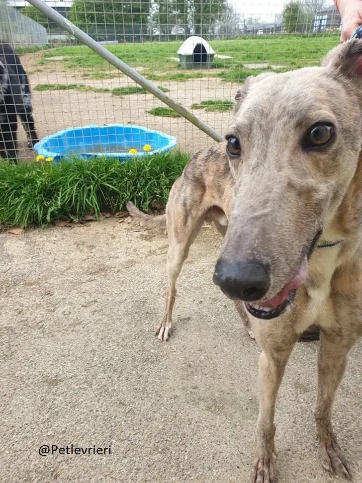 Juno Marley Greyhound Adozione Levrieri Rifugio Law 2