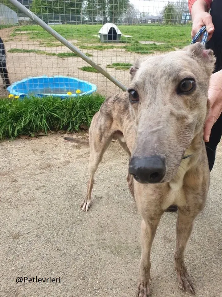 Juno Marley Greyhound Adozione Levrieri Rifugio Law 3