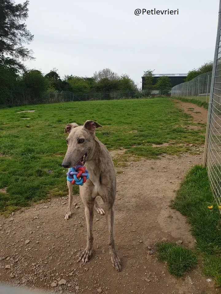 Juno Marley Greyhound Adozione Levrieri Rifugio Law 4