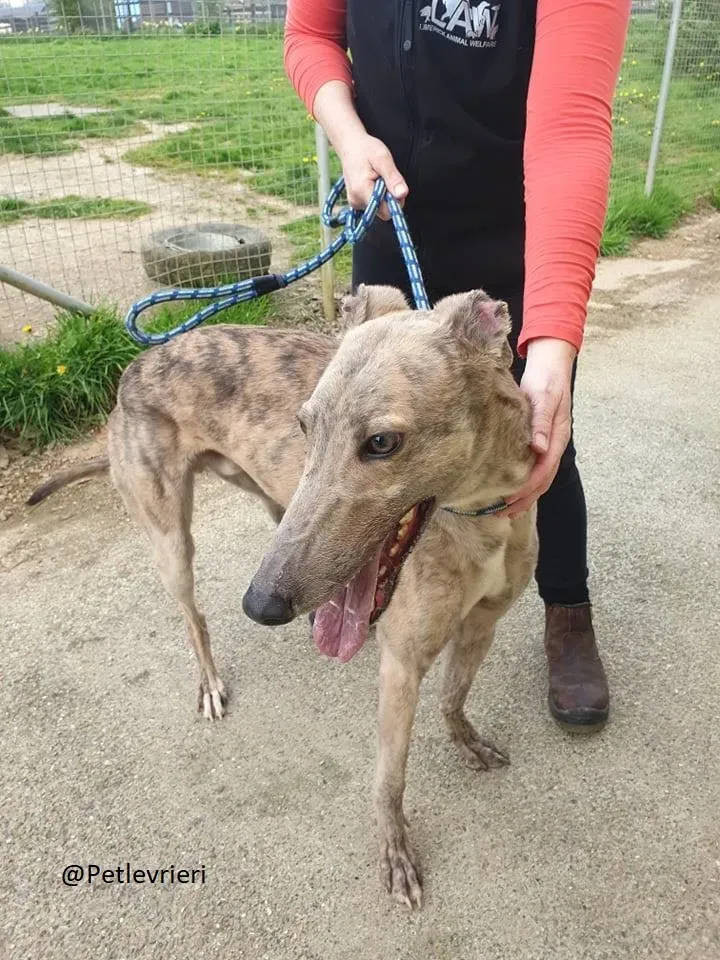 Juno Marley Greyhound Adozione Levrieri Rifugio Law 5