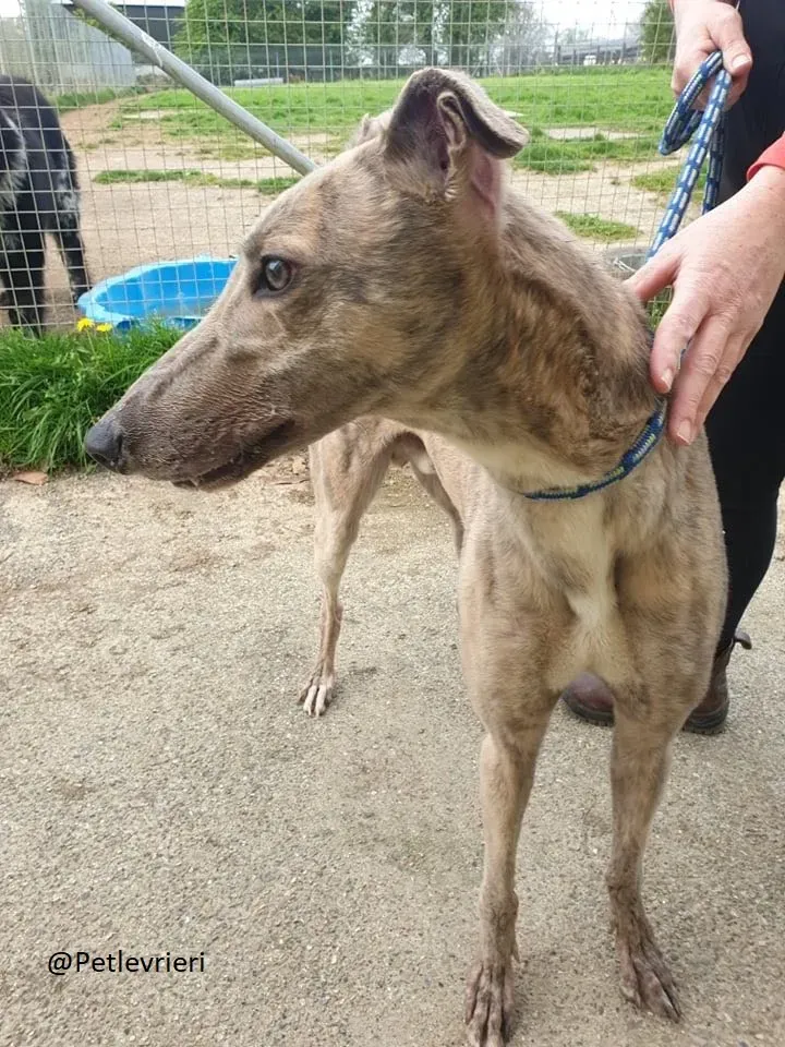 Juno Marley Greyhound Adozione Levrieri Rifugio Law 6