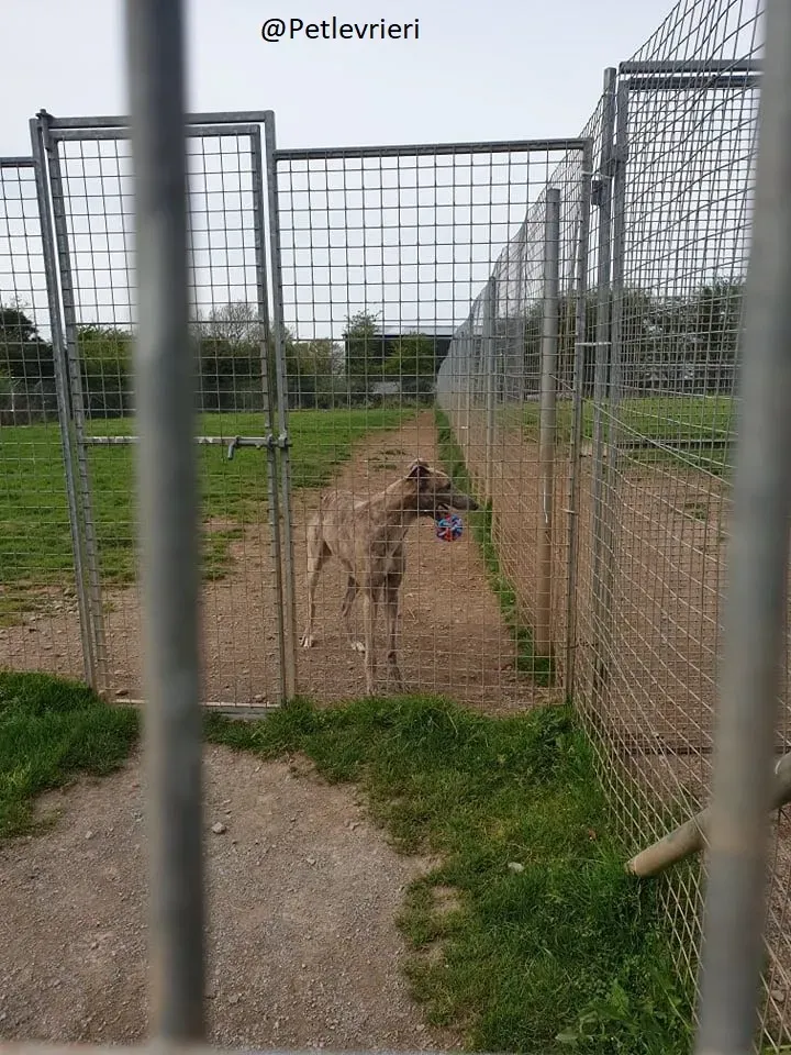 Juno Marley Greyhound Adozione Levrieri Rifugio Law 7