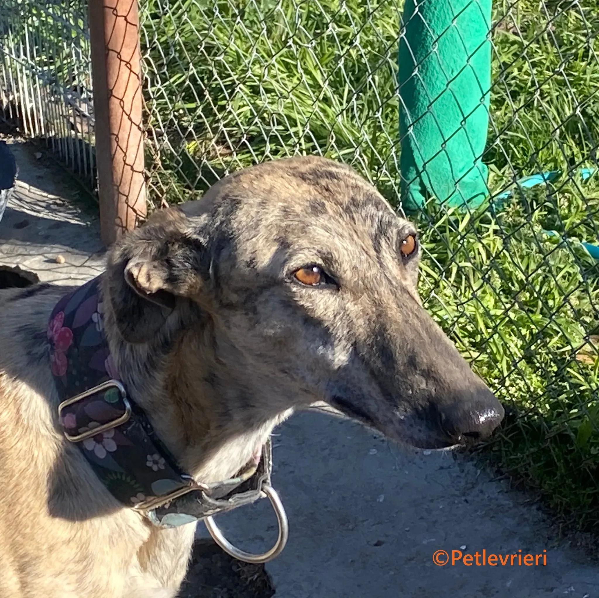 Juno galgo adozione pet levrieri onlus 10